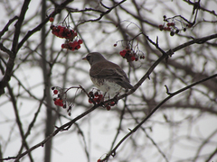 Turdus pilaris