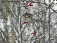Turdus pilaris