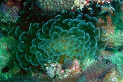 Fimbriaphyllia ancora