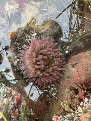 Urticina clandestina