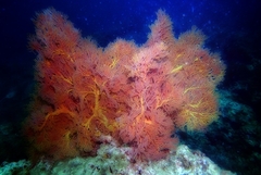 Melithaea ochracea