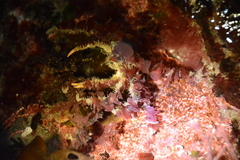 Oregonia gracilis