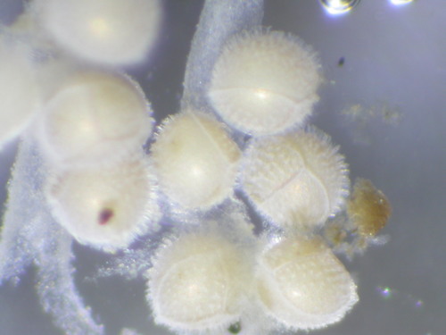 Image of Isoetes echinospora by (c) Matt Bowser, some rights reserved (CC BY)