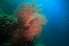 Melithaea ochracea