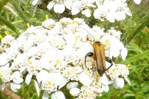 Oedemera podagrariae photo 5