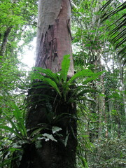 Calycophyllum spruceanum
