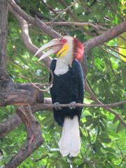 Rhyticeros undulatus