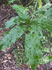 Melicytus ramiflorus