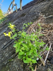 Bothriospermum zeylanicum