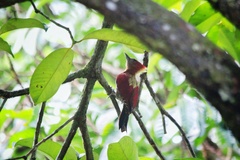 Chrysophlegma miniaceum