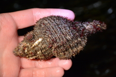 Fusitriton oregonensis