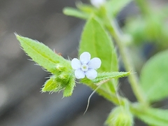 Bothriospermum zeylanicum