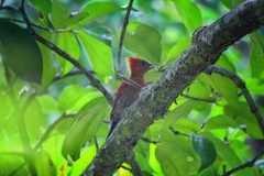 Chrysophlegma miniaceum