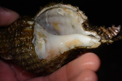 Fusitriton oregonensis