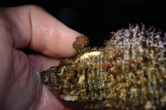 Boltenia villosa