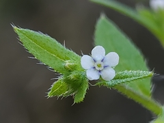 Bothriospermum zeylanicum
