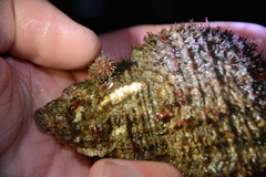 Boltenia villosa
