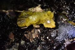 Halichondria panicea