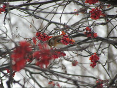 Fringilla montifringilla