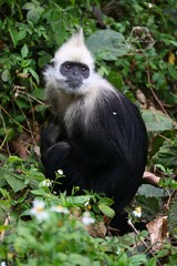 Trachypithecus leucocephalus