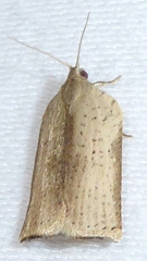 Meridemis