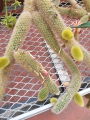 Trichocereeae
