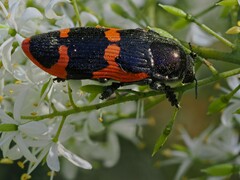 Castiarina bremei