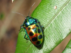 Chrysocoris