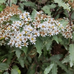 Olearia ilicifolia