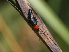 Carphurus cyanopterus