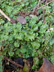 Marchantia polymorpha