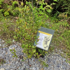 Hedycarya arborea