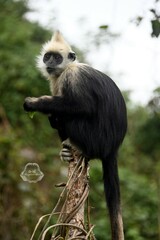 Trachypithecus leucocephalus