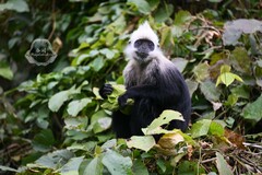 Trachypithecus leucocephalus