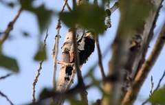 Dendrocopos syriacus