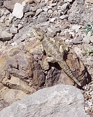 Acanthocercus atricollis