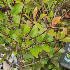 Hedycarya arborea