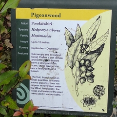 Hedycarya arborea