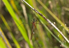 Harpobittacus australis