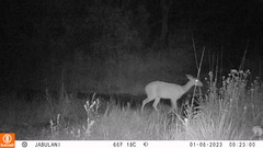 Tragelaphus sylvaticus