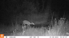 Tragelaphus sylvaticus