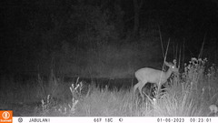 Tragelaphus sylvaticus