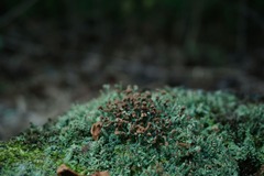 Cladonia peziziformis