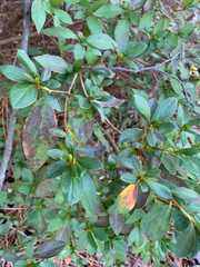 Rhododendron indicum