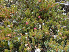Pentachondra pumila