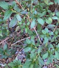 Rhododendron indicum