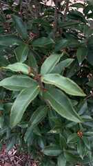 Osmanthus fragrans