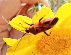 Calocoris nemoralis