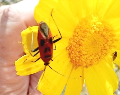 Calocoris nemoralis