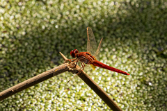 Crocothemis